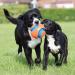 Chuckit! Large Regular Glow Ball - Bright and Durable Fetch Toy - Buy Online on SooperMarket.com