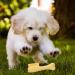 Skuda Kielzeugkamm: Interactive Dog Toy for Puppies - Tough Natural Chew Teeth Cleaning & Boredom Buster for Medium & Large Breeds (Yellow) - Buy Online on SooperMarket.com