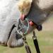 Premium Myler Curb Strap Hooks for Secure Bridle Attachment - Buy Online on SooperMarket.com