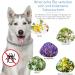 DEWEL Tick Collar for Dogs - Adjustable 63.5cm Waterproof Flea & Tick Protection - Buy Online on SooperMarket.com
