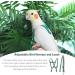 Felenny Bird Dishes & Adjustable Leash - Essential Outdoor Accessories for Scarlet Red Ara Sun Conure & Nymphensittich (Green Small) - Buy Online on SooperMarket.com