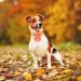 Autumn Dog Collar - Adjustable Yellow Cotton Hall Band with Sailor Flying Design for Small & Medium Dogs - Pack of 1 - Buy Online on SooperMarket.com