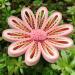 JUYA Paper Quilling Gradient Series Set - 10 Colors - 3mm Width - QP388 - Buy Online on SooperMarket.com