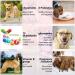 Dog Multivitamin Chewable Supplements 15 in 1. Hip Joint Skin Coat Skin Health Gut Health and Heart Health. Digestion & Immune System for All Ages All Breeds Dogs x150 Chews. Duck Flavor. - Buy Online on SooperMarket.com