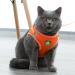 Buy Zhenle Adjustable Cat Harness for Small Animals - Perfect Fit & Comfort for Cats (M) - International Shipping Available - Buy Online on SooperMarket.com