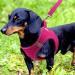 Joyal Dog Harness - Reflective Soft Padded Air-Mesh for Small & Medium Dogs | Bright Pink M (42-47cm) - Shop Now! - Buy Online on SooperMarket.com