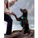 Buy Joytale Reflective Dog Harness for Small Dogs - Soft Padded Adjustable & Breathable - Safe Control Handle - Turquoise - 1 Pack - Buy Online on SooperMarket.com