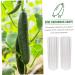 Milisten Garden Fruit Mould 2pcs Vegetable Shaping Mold Cucumbers Cucumber Shaping Mold Vegetable Shaper Mold Planting Supplies - Buy Online on SooperMarket.com