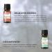 EUQEE 6PCS Men's Fragrance Oils Gift Set - Premium Grade 10ml Scents for Men's Pubs - Leather, Sweet Tobacco, Dragon's Blood, Sandalwood, Bay Rum, Cedarwood - Buy Online on SooperMarket.com