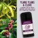 American Provenance Aluminum Free Natural Deodorant For Women and Men - Ylang Ylang and Clove - 24 Hour Odor Protection - Cruelty Free - Made in the USA (1 pack) Ylang Ylang & Clove - Buy Online on SooperMarket.com