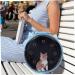 PACKOVE 1pc Pet Bag Transparent Backpack Blue Backpack Puppy Backpack Puppy Carrier Travel Space Cat Cage 35X35X17CM Blue - Buy Online on SooperMarket.com