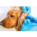 valonic tick remover 2 pack red tick removal tool tick remover for dogs and cats - Buy Online on SooperMarket.com