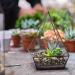 Succulent Cactus Bonsai Gritty Mix Stones (2 LB)  Small Decorative Horticultural Gravel Rocks for Aquarium  Terrariums  Fairy Garden  Top Dressing  Soil Additive for Potted Houseplants 2 LB Bonsai Gritty Mix Stones - Buy Online on SooperMarket.com