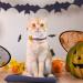 TAILGOO Breakaway Cat Collars with Bell - 3 Pack for Kittens, Puppies, and Tiny Pets - Thanksgiving, Christmas, Pumpkin Design - Buy Online on SooperMarket.com