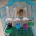 Bird Food Water Dispenser Bird Water Bottle Parrot Automatic Water Feeder Water Drinker Food Feeder Waterer Clip Feeder Cage Accessories for Parrot Budgie Lovebirds Cockatiel Parakeet Cockatoo - Buy Online on SooperMarket.com