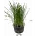 Catomwise Eco Cat Grass Kit x 2 | Organic Cat Grass Kit with PLA Bowls | Ideal for Indoor and Outdoor Cats - Buy Online on SooperMarket.com