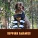 Dog Leg Brace Stability Pet Elbow Brace Convenient Steady for Pet Elbow Pad Puppy Dog(Black M) - Buy Online on SooperMarket.com