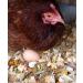 Pampered Chicken Mama Backyard Chicken Treats for Great Eggs (1 pound 0.5 kilo) - All-Natural Backyard Chicken Feed Supplies - Hen Treats for The Best Eggs Ever - High Calcium Supplement for Chickens - Buy Online on SooperMarket.com