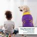 Kuoser Dog Body After Surgery - Breathable Recovery Suit for Male & Female Dogs | Leakage Protection & Anti-Licking | Purple L (1 Pack) - Buy Online on SooperMarket.com