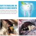 KOAHDE Pets Toothpaste Pets Teeth Cleaning Toothpaste Dogs Dental Care Dogs Toothpaste Toothpaste for Dogs & Cats Pets Oral Hygiene Toothpastes Helps Prevent Bad Breath & Combat Plaque Pets Toothpaste - Buy Online on SooperMarket.com