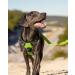 Buy Joytale Large Dog Harness - Reflective Soft Padded Adjustable & Breathable - Anti-Pull Control Handle - Green - International Shipping Available - Buy Online on SooperMarket.com