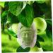 IWOWHERO Fruits Forming Mould Vegetable Growing Mold Ginseng Fruit Melon Shaping Mold Novel Shaping Mold Multipurpose Gourd Head - Buy Online on SooperMarket.com