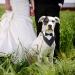 Shop Hacraho Formal Dog Smoking Banda Adjustable Black Wedding Collar with Fly & Tie for Medium to Large Dogs - Buy Online on SooperMarket.com