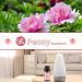 Peony Essential Oil 10ml - 100% Pure Organic Fragrance Oil for Aromatherapy, Diffuser, Candle Making, Soap Making - Brown Bottle - Pack of 1 - Buy Online on SooperMarket.com
