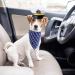 Yewong Pet Captain Sailors Costume Set Dog Cat Sea Captain Hat with Pet Anchor Triangle Bibs Scarf for Cat Puppy Navy Halloween Cosplay Costume Accessories Photo Props (White-B) - Buy Online on SooperMarket.com