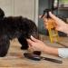 TAMEI BIO Fellspray for Sensitive Dogs & Puppies - Fragrance-Free Vegan Combing Aid & Care - 250ml - Fur Vitalizing & Smooth - Buy Online on SooperMarket.com