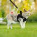 Frevoitna Cat Dishes with Leash - Adjustable Cat Harness Reflective & Breathable - Ideal for Walks (Black XS) - International Shipping Available - Buy Online on SooperMarket.com