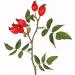 Rosehip Shells Cut Fine from Mimea - Great for Tea or Supplement 1kg - Buy Online on SooperMarket.com
