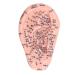 6.7 inch Ear Acupuncture Model Silicone Engraving Ear Massage Acupuncture Model Acupoint Learning Display Model for Home Laboratory Personal Care