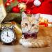 YUJUN 3Pack Christmas Cat Collars with Bow tie and Bell - Adjustable Plaid Snowflake Collar for Kittens - Breakaway Buckle Safety for Puppy - Buy Online on SooperMarket.com