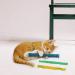 Pioneer Pet Nip Nibblers Catnip Toy - Interactive Cat Toy for Endless Playtime! - Buy Online on SooperMarket.com