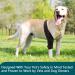 Dog Knee Brace for Torn Knee Brace for Dogs Dog Knee Braces for Back Leg ACL Hind Leg Adjustable Dog Acl Knee Brace Support for Large and Small Dogs with ACL CCL Cruciate Ligament Injuries - Buy Online on SooperMarket.com