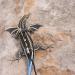 WEBEEDY 2 Sets Bearded Dragon Lizard Harness Leash 3 Size Pack Leather Adjustable Dinosaur Wing Lizard Harness Leash for Bearded Dragon Lizard Reptiles Safety Outdoor Walking - Buy Online on SooperMarket.com
