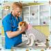 Zuimei Dog Surgery Recovery Suit Striped Dog Surgical Recovery Suit Anti-licking Dog Post Surgery Bodysuit Dog Recovery Shirt Dog Onesie Vest For Wound Protection E-Collar Alternative(Green S) pink green S - Buy Online on SooperMarket.com