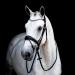 St bben Bridle 2810 Switch Magic Tack - Black Varnish Warmblood with Curved Noseband | International Shipping - Buy Online on SooperMarket.com