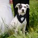FUAMEY Dog Tuxedo Bandana with Bow Tie | Formal Wedding Attire for Dogs | Adjustable Collar for Small, Medium, Large Pets | Black-L - Buy Online on SooperMarket.com
