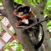 3 Pack Sugar Glider Harness and Lead Set Small Animal Training Walking Vest for Squirrel Hamster Rat (Brown) - Buy Online on SooperMarket.com