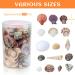Weoxpr 200pcs Assorted Sea Shells for Fish Tank, Home Decor, Beach Theme Party, Candle Making, Wedding Decor - Natural Ocean Beach Seashells in Various Sizes for DIY Crafts - Buy Online on SooperMarket.com