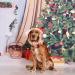 Elegant Little Tail Dog Collar with Bow - Holiday Dog Collar for Girl or Boy - Pet Gift Bowtie - Adjustable for Small, Medium, Large Dogs - Gingerbread Man Design - Buy Online on SooperMarket.com