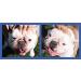 Squishface Wrinkle Paste + Wrinkle Wipes Bundle with Silicone Applicator - Gentle & Effective Dog Face Cleaning Set for All Breeds - Buy Online on SooperMarket.com