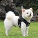 Adjustable Cat Leash Set with Reflective Vest for Kittens & Small Dogs - Polyester Black (Large) | International Shipping - Buy Online on SooperMarket.com