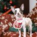 Shop Lionheart Glory Christmas Dog Collar - Adjustable Pink Soft Collars for Medium Dogs | Perfect Holiday Gift for Pet Girls | 1 Pack - Buy Online on SooperMarket.com