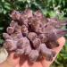 Natural Purple Amethyst Cluster Crystal Quartz Decorative Stone kaixun (Size : 500-550g)
