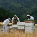 Taylor Pass Honey Co. Wildflower & Manuka Honey | Sustainable New Zealand Honey | 250g - Buy Online on SooperMarket.com