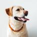 Premium Amber Necklace for Dogs & Cats | Leather Clasp | Flea & Tick Protection 30-35cm - Buy Online on SooperMarket.com