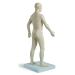 3B Scientific N30 Acupuncture Male Model 31.5-Inchx11.4-Inchx10.2-Inch - Buy Online on SooperMarket.com
